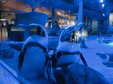 京都水族館に投稿された画像（2021/9/20）