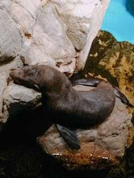 京都水族館に投稿された画像（2021/9/20）
