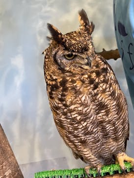 Moff animal cafe MARKIS 福岡ももち店に投稿された画像（2021/9/21）