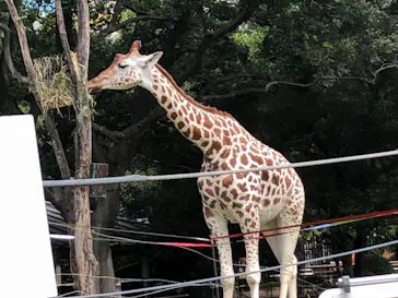 天王寺動物園に投稿された画像（2021/9/21）