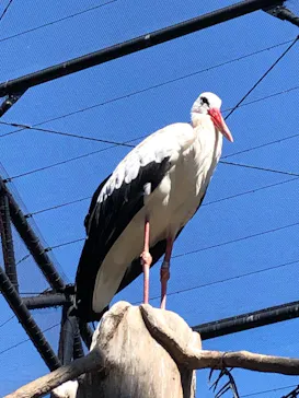 天王寺動物園に投稿された画像（2021/9/21）