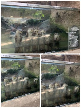 神戸どうぶつ王国に投稿された画像（2021/9/21）