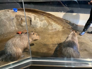 マクセル アクアパーク品川に投稿された画像（2021/9/21）