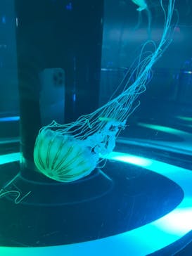 マクセル アクアパーク品川に投稿された画像（2021/9/21）