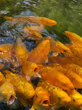 昇仙峡ロープウェイに投稿された画像（2021/9/21）