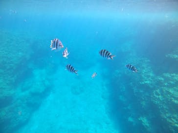 武藤潜水に投稿された画像（2021/9/21）