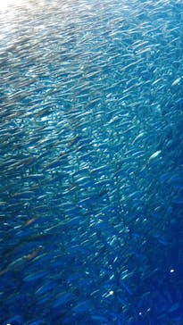 名古屋港水族館に投稿された画像（2021/9/21）