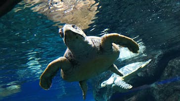 名古屋港水族館に投稿された画像（2021/9/21）