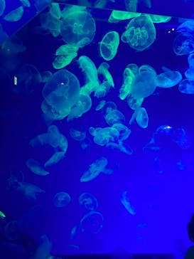 名古屋港水族館に投稿された画像（2021/9/21）