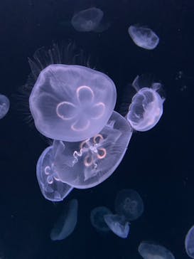 サンシャイン水族館に投稿された画像（2021/9/21）