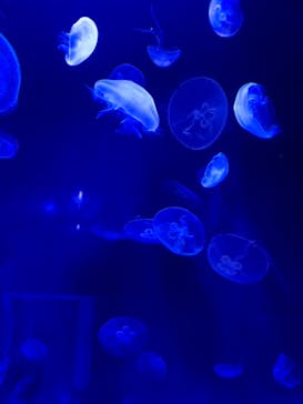 サンシャイン水族館に投稿された画像（2021/9/21）