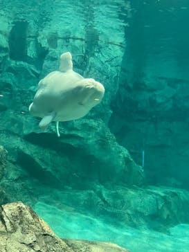 名古屋港水族館に投稿された画像（2021/9/21）