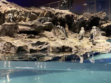 すみだ水族館に投稿された画像（2021/9/21）