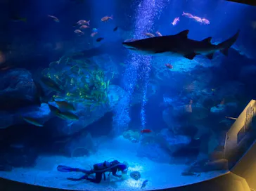 すみだ水族館に投稿された画像（2021/9/21）