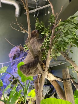 カワスイ 川崎⽔族館に投稿された画像（2021/9/21）