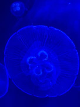 サンシャイン水族館に投稿された画像（2021/9/22）