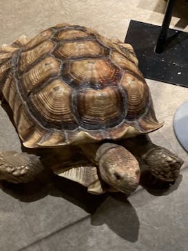 Moff animal world MARK IS みなとみらい店に投稿された画像（2021/9/22）