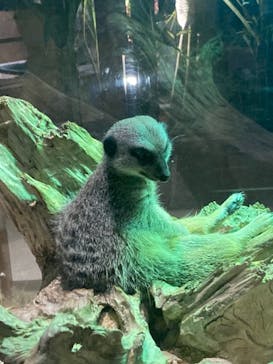 Moff animal world MARK IS みなとみらい店に投稿された画像（2021/9/22）