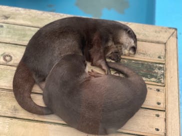 ゼロ距離水族館 伊勢シーパラダイスに投稿された画像（2021/9/22）