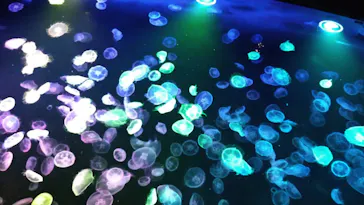 すみだ水族館に投稿された画像（2021/9/22）