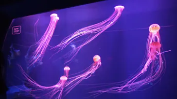 すみだ水族館に投稿された画像（2021/9/22）