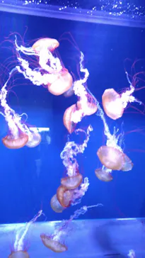 すみだ水族館に投稿された画像（2021/9/22）