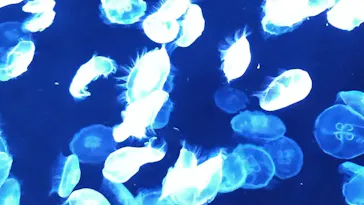 すみだ水族館に投稿された画像（2021/9/22）