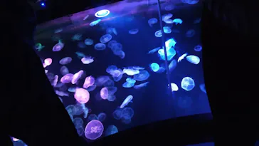 すみだ水族館に投稿された画像（2021/9/22）