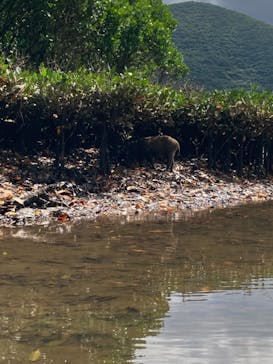 マングローブ茶屋に投稿された画像（2021/9/22）