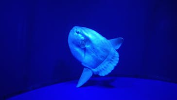 サンシャイン水族館に投稿された画像（2021/9/22）