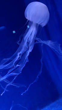 新江ノ島水族館に投稿された画像（2021/9/22）