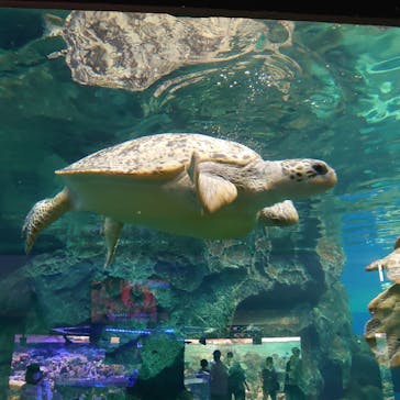 名古屋港水族館に投稿された画像（2021/9/23）