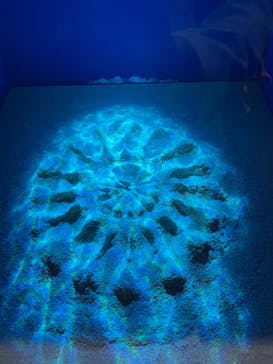 サンシャイン水族館に投稿された画像（2021/9/23）