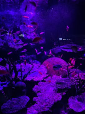 サンシャイン水族館に投稿された画像（2021/9/23）