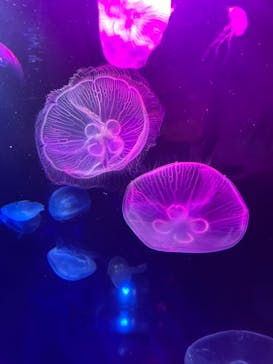 サンシャイン水族館に投稿された画像（2021/9/23）