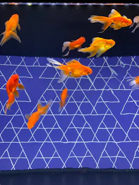 すみだ水族館に投稿された画像（2021/9/23）