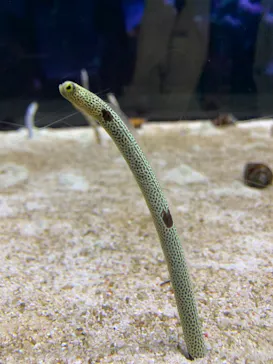 すみだ水族館に投稿された画像（2021/9/23）