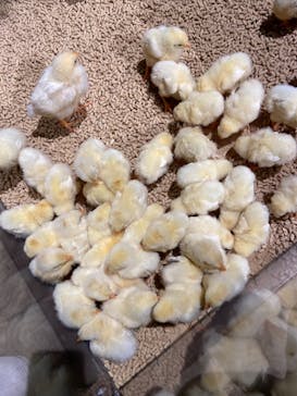 Moff animal world MARK IS みなとみらい店に投稿された画像（2021/9/23）