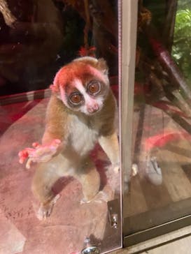 Moff animal world MARK IS みなとみらい店に投稿された画像（2021/9/23）