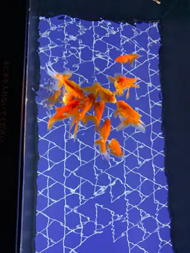 すみだ水族館に投稿された画像（2021/9/23）