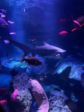 すみだ水族館に投稿された画像（2021/9/23）