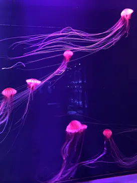 すみだ水族館に投稿された画像（2021/9/23）