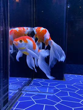 すみだ水族館に投稿された画像（2021/9/23）