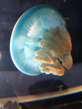 名古屋港水族館に投稿された画像（2021/9/23）