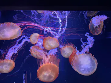 すみだ水族館に投稿された画像（2021/9/23）