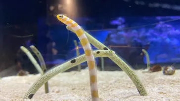 すみだ水族館に投稿された画像（2021/9/23）