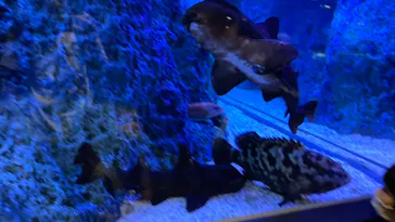 すみだ水族館に投稿された画像（2021/9/23）