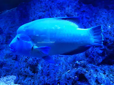 すみだ水族館に投稿された画像（2021/9/23）