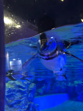 すみだ水族館に投稿された画像（2021/9/23）