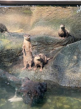 神戸どうぶつ王国に投稿された画像（2021/9/23）